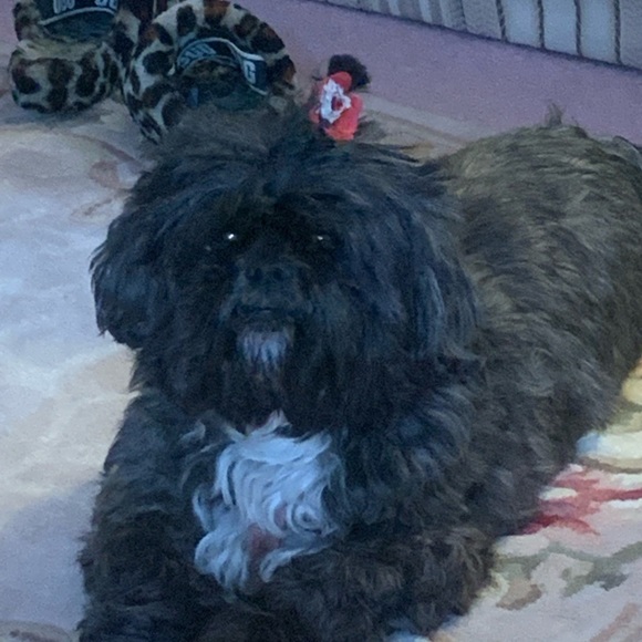 Meet your Posher, Alex - Picture 2 of 2